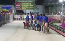 Sôi nổi ngày hội đua chó ở Bà Rịa - Vũng Tàu