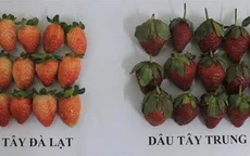 Cách phân biệt dâu tây Đà Lạt và dâu tây Trung Quốc