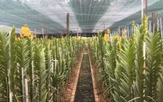 Tây Ninh nỗ lực hướng tới phát triển nông nghiệp công nghệ cao