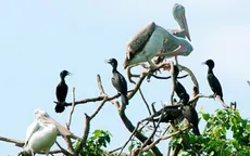 Vườn chim Bạc Liêu nâng mức cảnh báo cháy rừng mùa khô