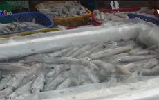 Ngư dân Cà Mau trúng mùa cá đầu năm