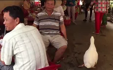 Vịt đi theo chủ như “hình với bóng” tại Sóc Trăng