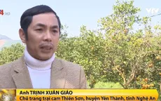 Trở thành tỷ phú nhờ trồng cam xã Đoài