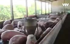 Giá cả bấp bênh, nhiều hộ chăn nuôi tại Đồng Nai loay hoay chờ Tết