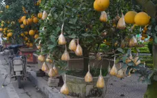 Cây phật thủ bonsai lạ mắt "đắt hàng" ngày cận Tết