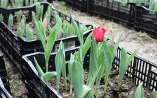 Trồng thành công hoa tulip tại Phú Yên