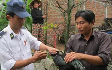 Tăng cường phòng chống cúm gia cầm dịp Tết