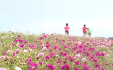 Miền quê đáng sống: Đường làng nở hoa