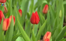 Thưởng ngoạn hoa tulip tại Phú Yên dịp Tết Nguyên đán