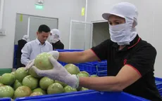 Khan hàng vú sữa xuất khẩu sang Mỹ