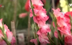 Nhiều hoa xuân lạ nhờ ứng dụng khoa học công nghệ