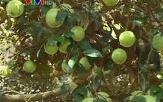 Khẩn trương quy hoạch vùng chuyên canh trồng vú sữa xuất khẩu