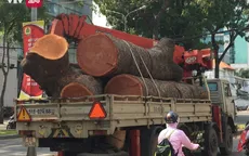 TP.HCM: Đốn hạ, di dời cây xanh trên đường Tôn Đức Thắng để xây cầu Thủ Thiêm 2