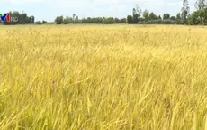 Nông dân lỗ nặng vì lúa giảm năng suất