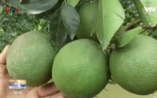 Đồng Tháp: Độc đáo giống cam ruột đỏ