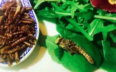 Trải nghiệm bữa tối côn trùng