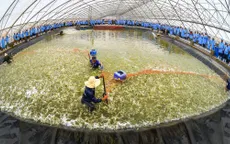 Nuôi tôm siêu thâm canh trong nhà kính - Đột phá về ứng dụng công nghệ của ngành tôm