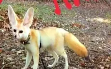 Một YouTuber gây tranh cãi vì cho cáo ăn chay