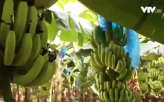 Một năm sau ngày "rớt giá", chuối già hương tăng giá cao kỷ lục