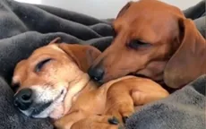 "Tình yêu" của cặp chó xúc xích gây bão mạng xã hội