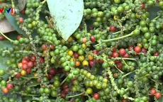 Giá tiêu xuống thấp, chất lượng không đảm bảo