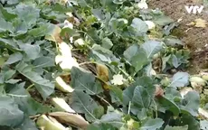 Nông dân Hải Dương tự tay phá bỏ su hào vì mất giá