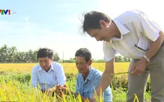 Giá lúa đang ở mức cao