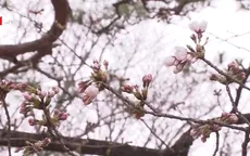 Nhật Bản bước vào mùa hoa anh đào