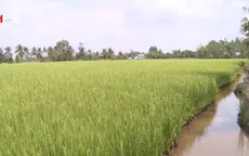 Hậu Giang ứng phó với hạn mặn tăng cao