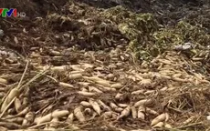 Bộ Nông nghiệp chỉ đạo xử lý vụ nông sản dư thừa phải đổ bỏ