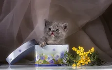 Độc đáo ảnh viện cho vật nuôi tại Ukraine