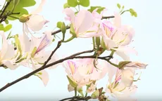 Điện Biên quyến rũ trong sắc hoa ban