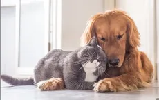 Các mối nguy hại nên đề phòng khi nuôi thú cưng