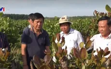Campuchia tìm hiểu giống điều Việt Nam để phát triển diện tích trồng mới
