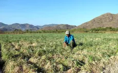 Ninh Thuận: Cắt nước, người dân phải ngừng sản xuất, vườn cây khô héo