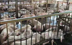 Đồng Nai phát hiện cơ sở bơm nước vào lợn trước khi đưa đi giết mổ