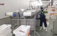 Một đêm ở cảng cá Oostende, Vương quốc Bỉ