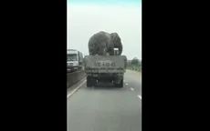 Hú hồn với xe chở voi "diễn xiếc" chạy băng băng trên Quốc lộ 1A