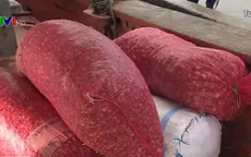Mang tỏi nơi khác đến Lý Sơn để bán dưới mác "tỏi Lý Sơn"