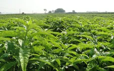 Dược liệu sạch cây thìa canh được người dân Nam Định trồng và thu hoạch như thế nào?