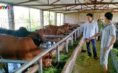 Hà Nam đẩy mạnh phát triển bò sinh sản, bò thịt chất lượng cao