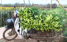 Hoa loa kèn đầu mùa: Năng suất thấp, rớt giá tại ruộng