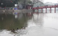 Chuyên gia khẳng định đàn vịt xuất hiện tại hồ Gươm không phải vịt trời