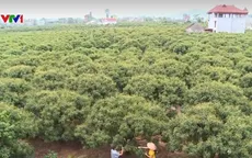 Xây dựng thương hiệu nông sản để tăng giá trị