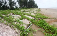 Độc đáo đê chắn sóng bằng hàng chục nghìn con ốc