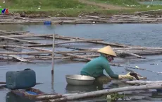 Hơn 300ha mặt nước đầm Ô Loan bị lấn chiếm