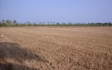 Nguy cơ giảm năng suất lúa khi mặn xâm nhập