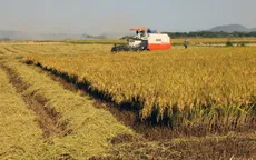 Sản lượng vụ Đông Xuân ước đạt trên 11 triệu tấn