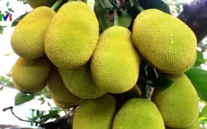 Giá mít Thái tại ĐBSCL tăng cao kỷ lục