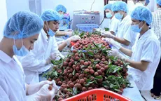 Doanh nghiệp phải thích ứng với việc quy định trong xuất khẩu hoa quả